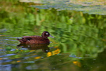 Laysan duck (Anas laysanensis) male swimming. Critically Endangered, the world&#39;s rarest duck. Eastern Island, Midway Atoll National Wildlife Refuge, Papahanaumokuakea Marine National Monument, Nor...