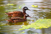 Laysan duck (Anas laysanensis) pair swimming on water. Critically Endangered, the world&#39;s rarest duck. Eastern Island, Midway Atoll National Wildlife Refuge, Papahanaumokuakea Marine National Monu...