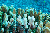 Antler coral (Pocillopora grandis), tips of branches. Bleached due to symbiotic zooxanthellae algae being expelled because of environmental stress. Kohanaiki, North Kona Coast, Hawaii, USA. April 2020...