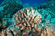 Antler coral (Pocillopora grandis), bleached due to symbiotic zooxanthellae algae being expelled because of environmental stress. Kohanaiki, North Kona Coast, Hawaii, USA. May 2020.