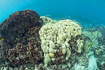Lobe coral (Porites lobata) bleached during marine heatwave, coral head on left is dead and eroding. Honaunau Bay, South Kona, Hawaii, USA. 2019.