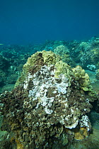 Coral head with bleached Rice coral (Montipora capitata), patches of dead coral covered by algae and healthy Lobe coral (Porites lobata). During period of unusually high seawater temperatures. Wahikul...