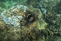 Green sea turtle (Chelonia mydas) feeding on algae growing on dead coral. Rice coral (Montipora capitata) heads bleached white by high water temperatures during marine heat wave. Honokeana Cove, Napil...