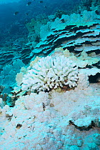Bleached coral reef with dead Cauliflower coral (Pocillopora grandis) in middle of large Plate and pillar coral (Porites rus). Bleached by high ocean temperatures during El Nino event. Honaunau Bay, K...