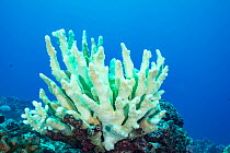 Antler coral (Pocillopora grandis) showing bleaching with pastel green fluorescence. This is believed to result from pigments produced by coral acting as sunscreen in an attempt to survive bleaching....