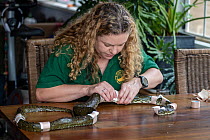 Wildlife rescuer and carer changing dressing on Diamond python (Morelia spilota) with multiple bite wounds. Bites believed to be the result of a rabbit protecting her kits after the python went down a...