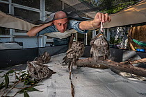 Wildlife rescuer and carer feeding a rodent to Tawny frogmouth (Podargus strigoides) chick, others in aviary. Temporarily captive, to be released back into wild. Pearl Beach, New South Wales, Australi...