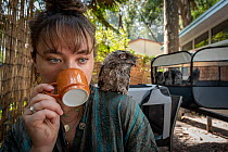 Wildlife rescuer and carer drinking cup of coffee with rescued Tawny frogmouth (Podargus strigoides) chick sitting on her shoulder, others in cage in background. Pearl Beach, New South Wales, Australi...