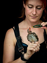 Wildlife rescuer and carer feeding Australasian figbird (Sphecotheres vieilloti) chick using tweezers. Chick fell from nest and was taken to a vet by a member of the public. Woy Woy Bay, New South Wales, Australia. December 2019.  Editorial use only.
