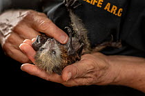 Grey-headed flying-fox (Pteropus poliocephalus), rescued bat held in hands of wildlife rescuer and carer. Matcham, New South Wales, Australia. December 2019.  Editorial use only.