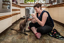 Wallaroo (Macropus robustus), orphaned male joey aged 4-5 months bottle fed by wildlife rescuer and carer in kitchen. Joey was thrown out of pouch in road traffic accident, mum fatally injured. Somers...