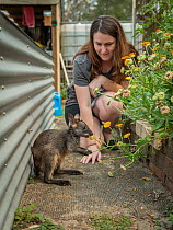 Wildlife carer watching rescued Swamp wallaby (Wallabia bicolor) feeding on flowers. Somersby, New South Wales, Australia. December 2019.  Editorial use only.