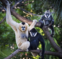 White-cheeked gibbon (Nomascus leucogenys) female and two offspring, a male and female, sitting in tree. White-cheeked gibbons are sexually dimorphic with females having golden fur. Babies are born go...