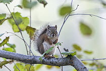 American red squirrel (Tamiasciurus hudsonicus) standing on branch. Grand Teton National Park, Wyoming, USA. October.