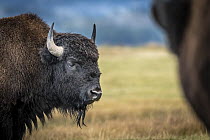 Bison (Bison bison) on plain, portrait. Grand Tetons area, Wyoming, USA. September.