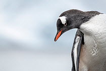 Gentoo penguin (Pygoscelis papua) portrait. Paradise Harbour, Antarctic Peninsula, Antarctica. December.