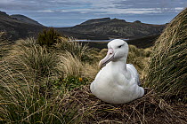 Southern royal albatross (Diomedea epomophora) sitting on nest between Grass (Poa sp) tussocks. Campbell Island, Southern Ocean, Subantarctic New Zealand. December 2014.