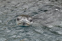 Leopard seal (Hydrurga leptonyx) swimming, head above water. Right Whale Bay, South Georgia. November.
