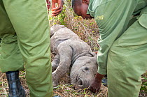 Black rhino (Diceros bicornis) calf orphaned by poaching, being rescued by Kenya Wildlife Service and Solio Ranch staff to be raised at David Sheldrick Wildlife Trust Orphanage, Nairobi. Solio Game Re...