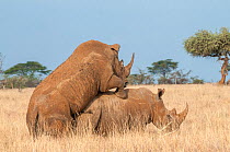 White rhinoceros (Ceratotherium simum) pair mating, Lewa Wildlife Conservancy, Laikipia, Kenya. February.