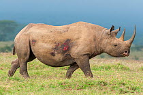 Black rhino (Diceros bicornis) female with wounds, Solio Game Reserve, Laikipia, Kenya. September.