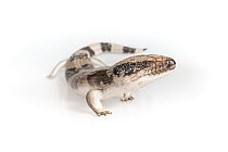 Western blue-tongued skink (Tiliqua occipitalis) on white background. Captive, rescued from illegal wildlife trade by The Department of Environment Land, Water and Planning during Operation Sheffield....