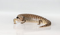 Centralian blue-tongued skink (Tiliqua multifasciata) on white background. Captive, rescued from illegal wildlife trade by The Department of Environment Land, Water and Planning during Operation Sheff...