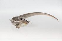 Major skink (Bellatorias frerei) on white background. Captive, rescued from illegal wildlife trade by The Department of Environment Land, Water and Planning during Operation Sheffield. Knoxfield, Melb...