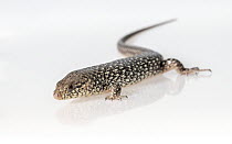 King&#39;s skink (Egernia kingii) on white background. Captive, rescued from illegal wildlife trade by The Department of Environment Land, Water and Planning during Operation Sheffield. Knoxfield, Mel...