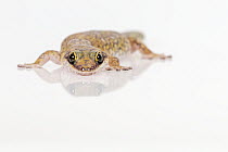 Marbled velvet gecko (Oedura marmorata) on white background. Captive, rescued from illegal wildlife trade by The Department of Environment Land, Water and Planning during Operation Sheffield. Knoxfiel...