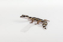 Northern velvet gecko (Oedura castelnaui) on white background. Captive, rescued from illegal wildlife trade by The Department of Environment Land, Water and Planning during Operation Sheffield. Knoxfi...