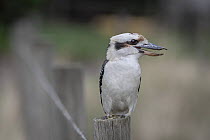 Laughing kookaburra (Dacelo novaeguineae) with open beak, perched on fence post. Skenes Creek, Victoria, Australia. March.