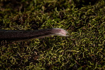 Long-nosed potoroo (Potorous tridactylus) tail on moss. Conservation Ecology Centre, The Otways, Victoria, Australia. Captive.