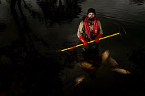 Freshwater ecologist with electrofishing gear in Glenelg River. Dead Carp (Cyprinus carpio) in water, an invasive species that was stunned, caught and killed earlier in day. Victoria, Australia. Octob...