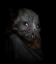 Grey-headed flying-fox (Pteropus poliocephalus) female pup, portrait. Orphaned pup, photo under controlled conditions. Black Rock Animal Shelter, Beaumaris, Melbourne, Victoria, Australia. November. D...