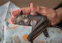 Grey-headed flying-fox (Pteropus poliocephalus), orphaned female pup sucking on a dummy, cradled on 'mamma roll' and in hand of wildlife carer. Black Rock Animal Shelter, Beaumaris, Melbourne, Victori...