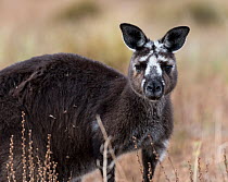 Kangaroo Island kangaroo (Macropus fuliginosus fuliginosus) with rare facial markings, portrait.  Kangaroo Island, South Australia, Australia. January.