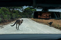 Kangaroo Island kangaroo (Macropus fuliginosus fuliginosus), two jumping on road in front of car, driver visible in rear view mirror. Car was travelling slowly and driver able to brake to avoid collis...