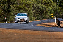 Kangaroo Island kangaroo (Macropus fuliginosus fuliginosus) jumping in front of car rounding bend, a near miss as car  travelling relatively slowly, compared to recommended speed limit. Kangaroo Islan...