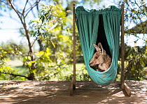 Eastern grey kangaroo (Macropus giganteus), rescued joey in home-made artificial pouch hanging on carer's veranda. Linthorp, Toowoomba, Queensland, Australia. April.