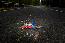 Crimson rosella (Platycercus elegans) dead on road surrounded by feathers, result of vehicle strike. Cape Otway, Victoria, Australia. January 2018.