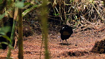 Two Male Lawes' parotia birds of paradise (Parotia lawesii) hopping on display ground in a rainforest, Papua New Guinea.