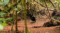 Two male Lawes' parotia birds of paradise (Parotia lawesii) hopping on its display ground, with females watching nearby, Papua New Guinea.