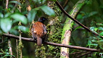 Female Lawes' parotia bird of paradise (Parotia lawesii) preening in a rainforest, Papua New Guinea.