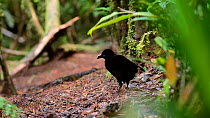 Male Lawes' parotia bird of paradise (Parotia lawesii) cleaning its display ground in a rainforest, Papua New Guinea.