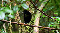Male Lawes' parotia bird of paradise (Parotia lawesii) preening in a rainforest, Papua New Guinea.