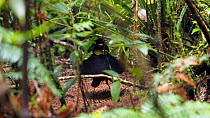 Male Lawes' parotia bird of paradise (Parotia lawesii) displaying in a rainforest, Papua New Guinea.