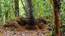Macgregor's bowerbird (Amblyornis macgregoriae) at his bower in a rainforest, Papua New Guinea.