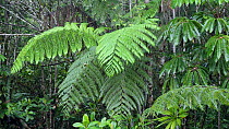 Static shot of rain falling in a rainforest, Papua New Guinea.