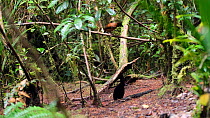 Male Lawes' parotia bird of paradise (Parotia lawesii) displaying, with female watching nearby, Papua New Guinea.